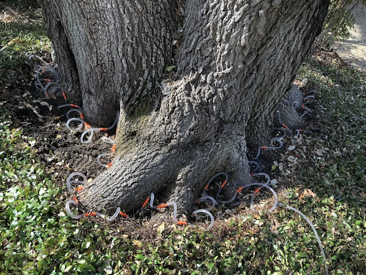 Detailed Tree Cabling and Bracing job site in Popejoy