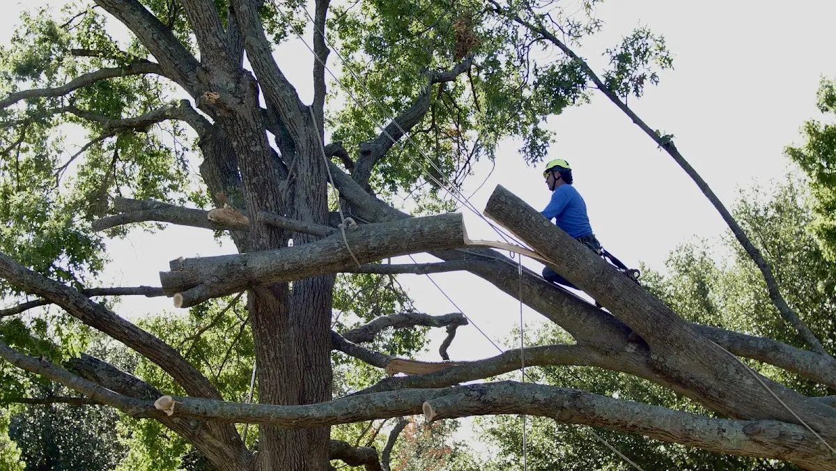 Professional Crown Thinning performed by certified arborists in Popejoy